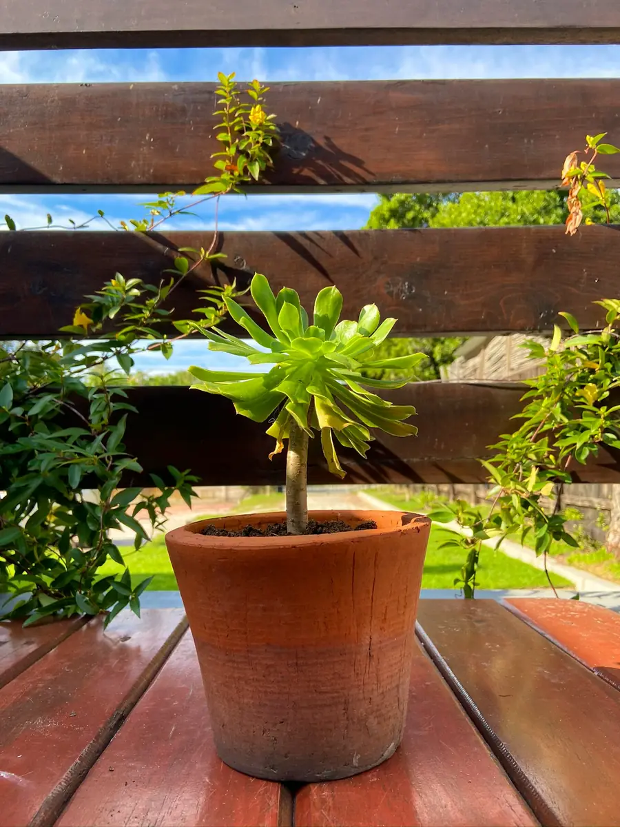 Copper Dreams at RElaxed City Living