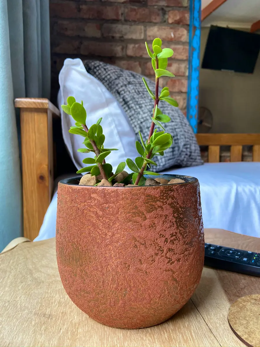 Copper Dreams at RElaxed City Living
